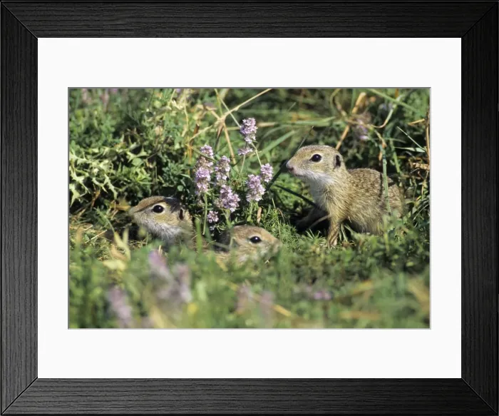 Framed Print : European Suslik / Souslik - 3 baby animals beside burrow entrance, Neusiedleersee National Park, Lower Austria Framed Print : European Suslik / Souslik - 3 baby animals beside burrow entrance, Neusiedleersee National Park, Lower Austria