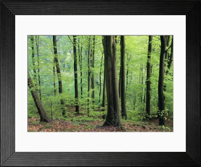 Framed Print : Beech Trees - woodland in spring, Lower Saxony, Germany Framed Print : Beech Trees - woodland in spring, Lower Saxony, Germany