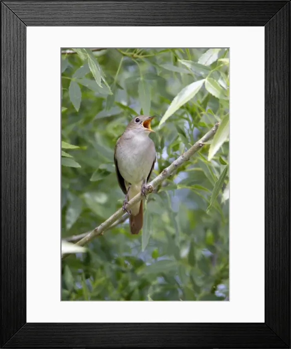 Framed Print : Nightingale - singing from branch, region of Alentejo, Portugal Framed Print : Nightingale - singing from branch, region of Alentejo, Portugal