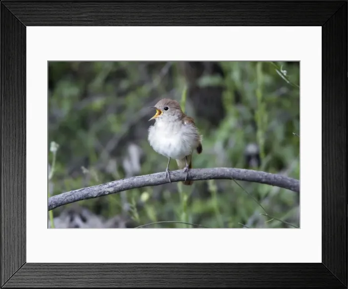 Framed Print : Nightingale - singing from branch, region of Alentejo, Portugal Framed Print : Nightingale - singing from branch, region of Alentejo, Portugal