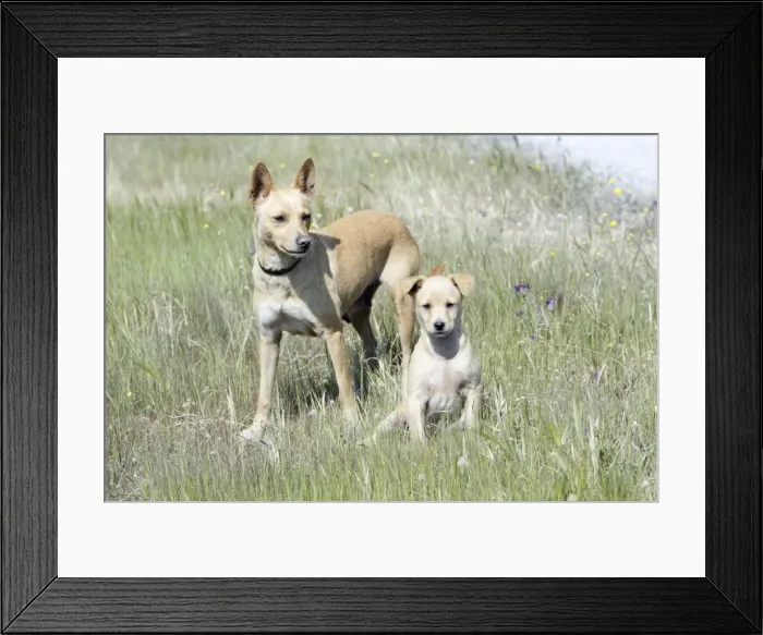 Framed Print : Mongrel Dogs - puppy with bitch, region of Alentejo, Portugal Framed Print : Mongrel Dogs - puppy with bitch, region of Alentejo, Portugal