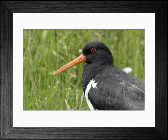 Framed Print : Oystercatcher - portrait, Island of Texel, Holland Framed Print : Oystercatcher - portrait, Island of Texel, Holland