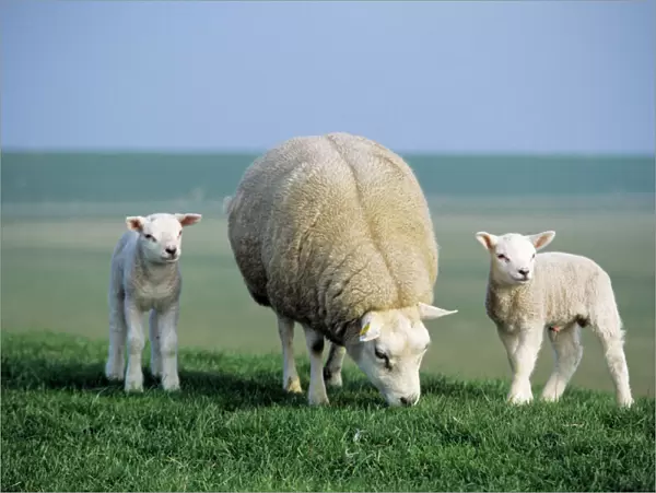 Texel Sheep - ewe with twin lambs, Island of Texel, Holland