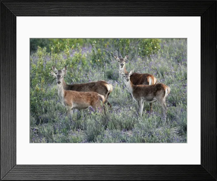 Framed Print : Red Deer - 2 hinds with their calves in scrub Lavender, region of Alentejo, Portugal Framed Print : Red Deer - 2 hinds with their calves in scrub Lavender, region of Alentejo, Portugal