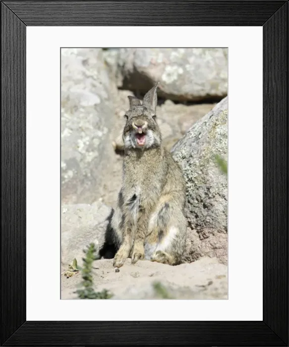 Framed Print : Wild Rabbit - yawning, region of Alentejo, Portugal Framed Print : Wild Rabbit - yawning, region of Alentejo, Portugal