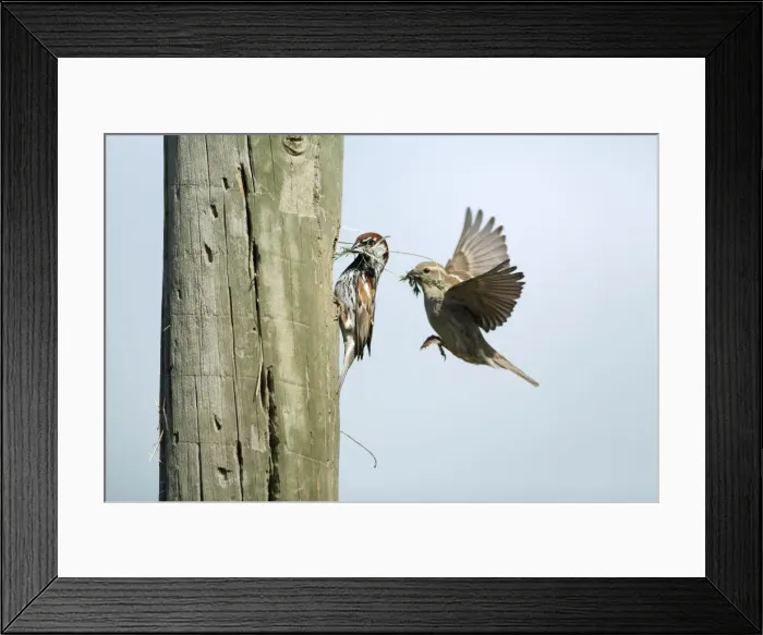 Framed Print : Spanish Sparrow - pair with nest material at nest entrance in telegraph pole, region of Alentejo, Portugal Framed Print : Spanish Sparrow - pair with nest material at nest entrance in telegraph pole, region of Alentejo, Portugal