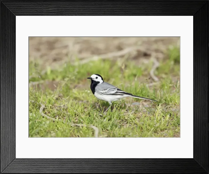 Framed Print : White Wagtail - adult on ground, Lower Saxony, Germany Framed Print : White Wagtail - adult on ground, Lower Saxony, Germany