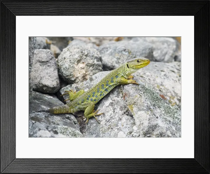 Framed Print : Eyed / Ocellated Lizard - male on rocks, region of Alentejo, Portugal Framed Print : Eyed / Ocellated Lizard - male on rocks, region of Alentejo, Portugal