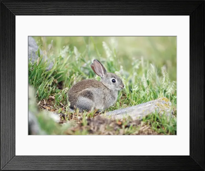 Framed Print : Wild Rabbit - young animal feeding, region of Alentejo, Portugal Framed Print : Wild Rabbit - young animal feeding, region of Alentejo, Portugal