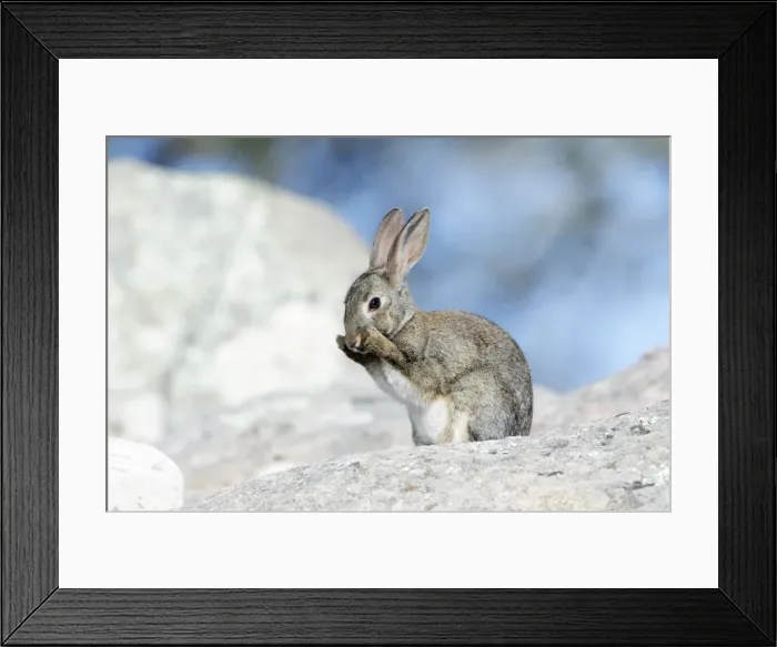 Framed Print : Wild Rabbit - sitting on boulder, cleaning itself, region of Alentejo, Portugal Framed Print : Wild Rabbit - sitting on boulder, cleaning itself, region of Alentejo, Portugal