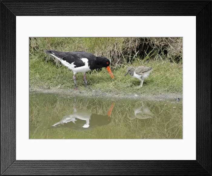 Framed Print : Oystercatcher - parent bird feeding chick, Island of Texel, Holland Framed Print : Oystercatcher - parent bird feeding chick, Island of Texel, Holland