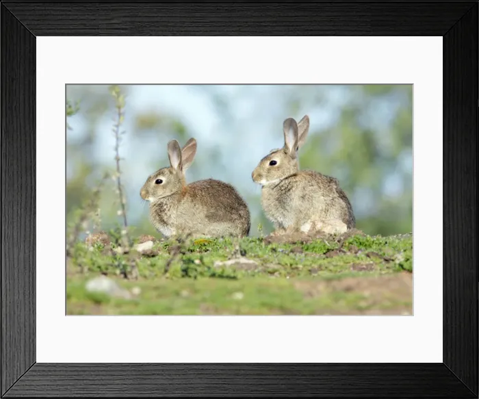 Framed Print : Wild Rabbit - 2 animals on pasture, region of Alentejo, Portugal Framed Print : Wild Rabbit - 2 animals on pasture, region of Alentejo, Portugal