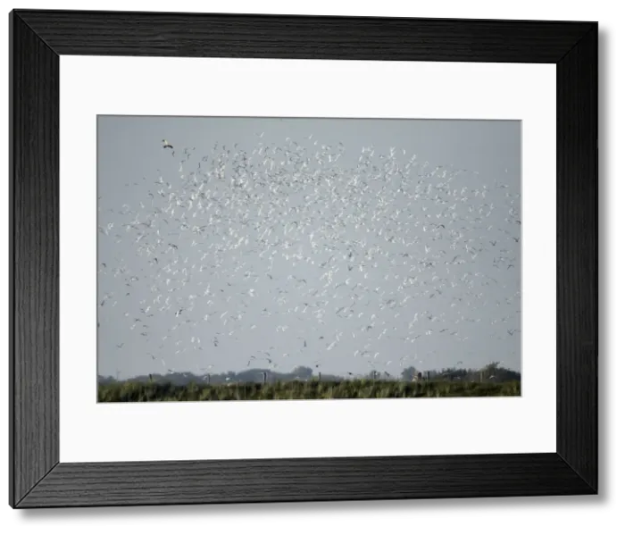 Framed Print : Marsh Harrier - causing panic amongst breeding colony of Sandwich Terns (Sterna sandvicensis), Island of Texel, Holland Framed Print : Marsh Harrier - causing panic amongst breeding colony of Sandwich Terns (Sterna sandvicensis), Island of Texel, Holland