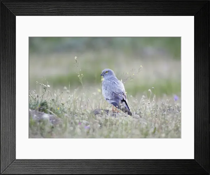 Framed Print : Motagu's Harrier - male resting on stone, NP Herdade de Sao Marcos Great Bustard Reserve, beside Castro Verde, Alentejo, Portugal Framed Print : Motagu's Harrier - male resting on stone, NP Herdade de Sao Marcos Great Bustard Reserve, beside Castro Verde, Alentejo, Portugal
