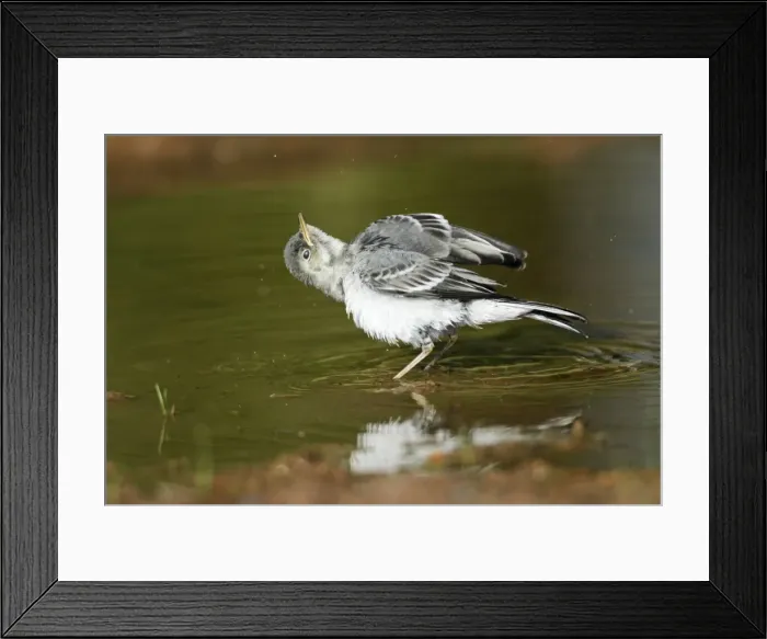 Framed Print : White Wagtail - juvenile taking a bath in a puddle, Lower Saxony, Germany Framed Print : White Wagtail - juvenile taking a bath in a puddle, Lower Saxony, Germany