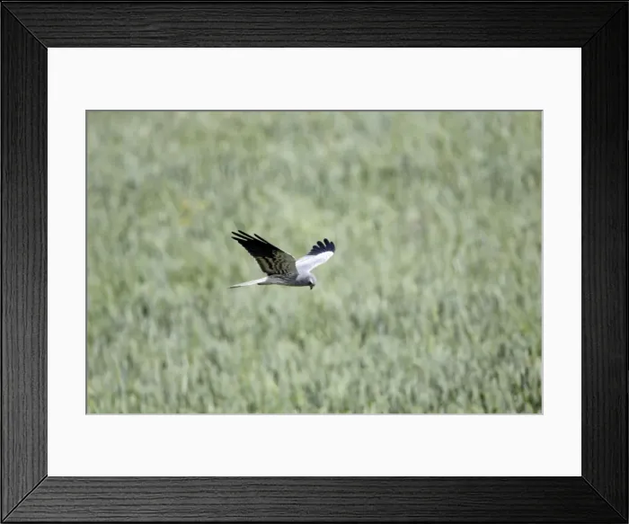 Framed Print : Motagu's Harrier - male in flight hunting over corn field, NP Herdade de Sao Marcos Great Bustard Reserve, beside Castro Verde, Alentejo, Portugal Framed Print : Motagu's Harrier - male in flight hunting over corn field, NP Herdade de Sao Marcos Great Bustard Reserve, beside Castro Verde, Alentejo, Portugal