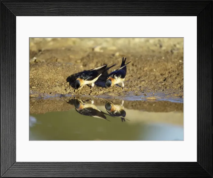 Framed Print : Red-Rumped Swallow - pair at puddle collecting nest material, region of Alentejo, Portugal Framed Print : Red-Rumped Swallow - pair at puddle collecting nest material, region of Alentejo, Portugal