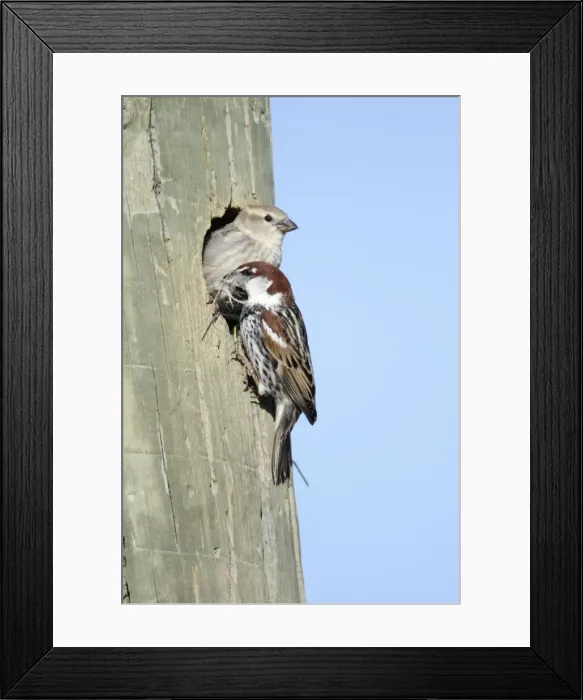 Framed Print : Spanish Sparrow - pair at nest entrance in telegraph pole, region of Alentejo, Portugal Framed Print : Spanish Sparrow - pair at nest entrance in telegraph pole, region of Alentejo, Portugal