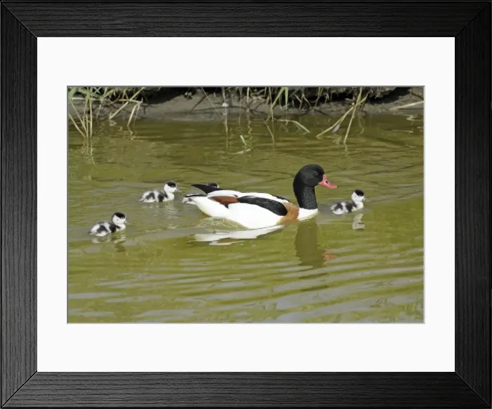 Framed Print : Shelduck - male parent bird swimming in creek with ducklings, Island of Texel, Holland Framed Print : Shelduck - male parent bird swimming in creek with ducklings, Island of Texel, Holland