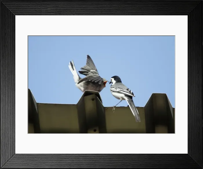 Framed Print : White Wagtail - juvenile being fed by parent bird, on tin roof, Lower Saxony, Germany Framed Print : White Wagtail - juvenile being fed by parent bird, on tin roof, Lower Saxony, Germany