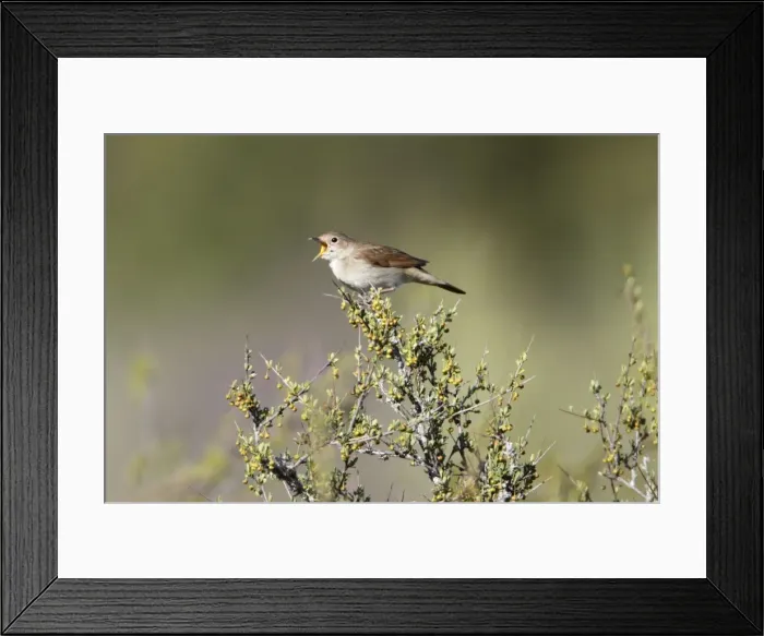 Framed Print : Nightingale - singing from bush top, region of Alentejo, Portugal