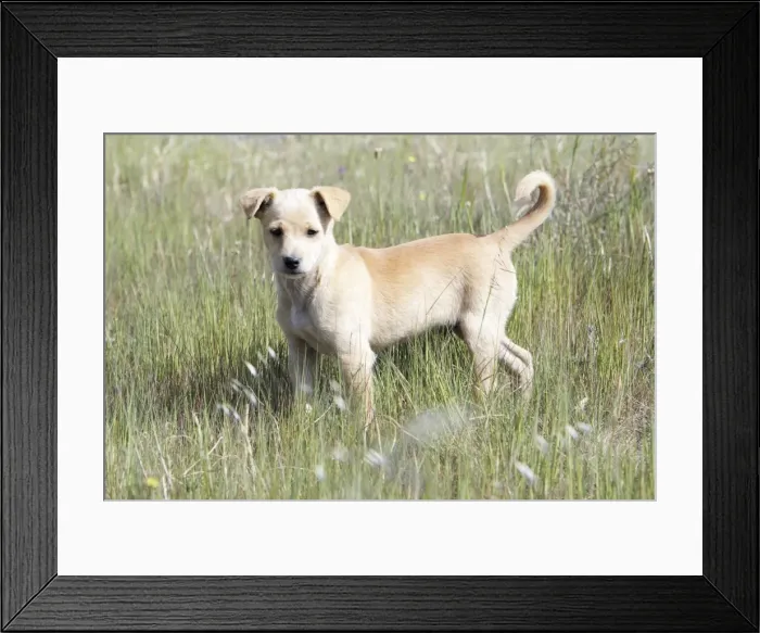 Framed Print : Mongrel Dog - puppy, region of Alentejo, Portugal Framed Print : Mongrel Dog - puppy, region of Alentejo, Portugal