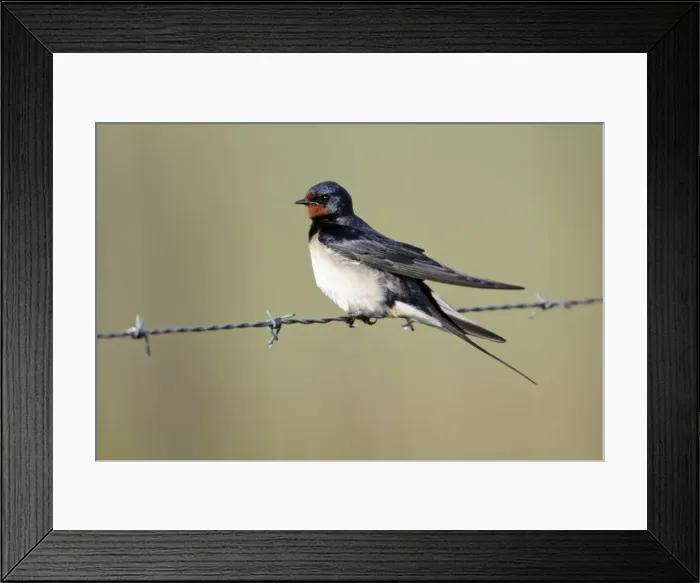 Framed Print : Barn Swallow - resting on fence, Lower Saxony, Germany Framed Print : Barn Swallow - resting on fence, Lower Saxony, Germany