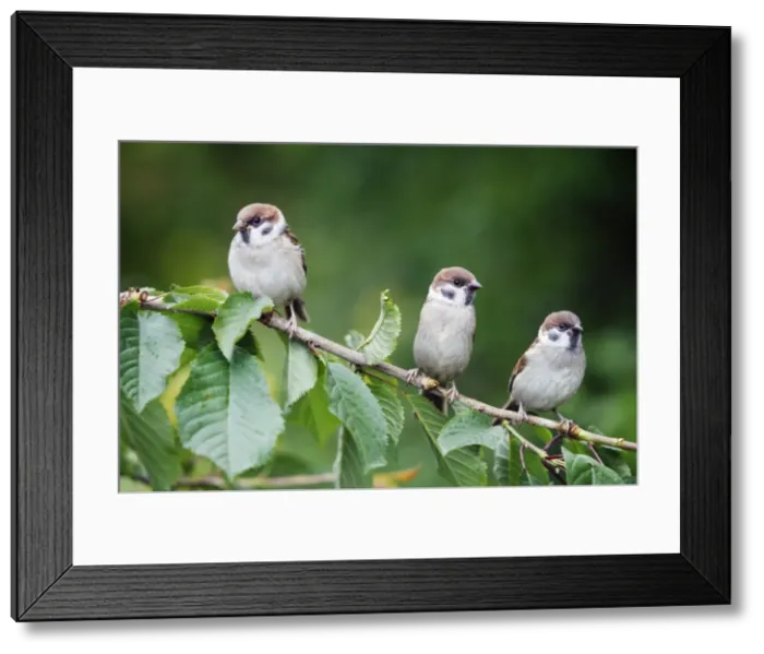 Framed Print : Tree Sparrows - 3 young birds perched on cherry tree branch, Lower Saxony, Germany Framed Print : Tree Sparrows - 3 young birds perched on cherry tree branch, Lower Saxony, Germany