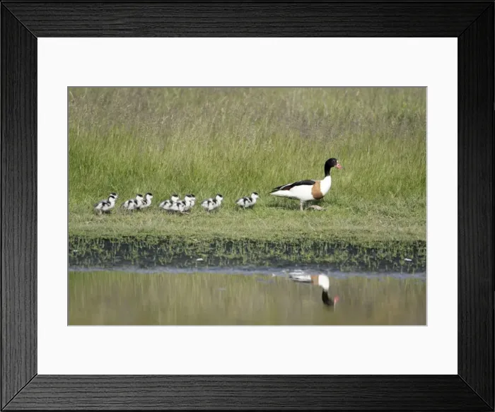 Framed Print : Shelduck - female parent bird with ducklings, Island of Texel, Holland Framed Print : Shelduck - female parent bird with ducklings, Island of Texel, Holland