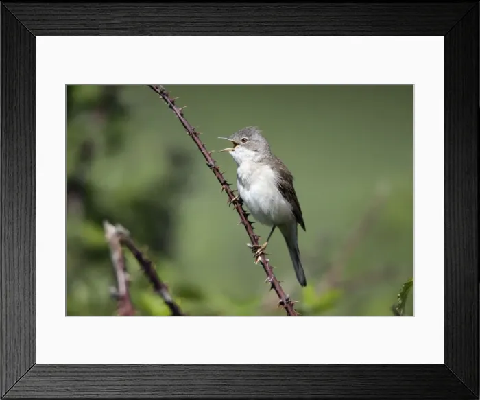 Framed Print : Whitethroat - male singing from briar, Lower Saxony, Germany Framed Print : Whitethroat - male singing from briar, Lower Saxony, Germany