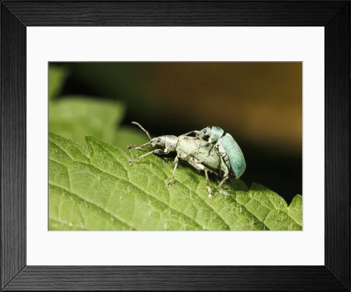 Framed Print : Nettle Weevils - pair mating on nettle leaf, Lower Saxony, Germany Framed Print : Nettle Weevils - pair mating on nettle leaf, Lower Saxony, Germany