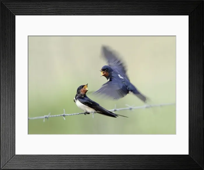 Framed Print : Barn Swallow - pair courtship displaying, male in flight, approaching female perched on fence, Lower Saxony, Germany Framed Print : Barn Swallow - pair courtship displaying, male in flight, approaching female perched on fence, Lower Saxony, Germany