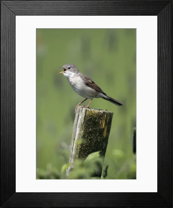 Framed Print : Whitethroat - male singing from fence post, Lower Saxony, Germany Framed Print : Whitethroat - male singing from fence post, Lower Saxony, Germany