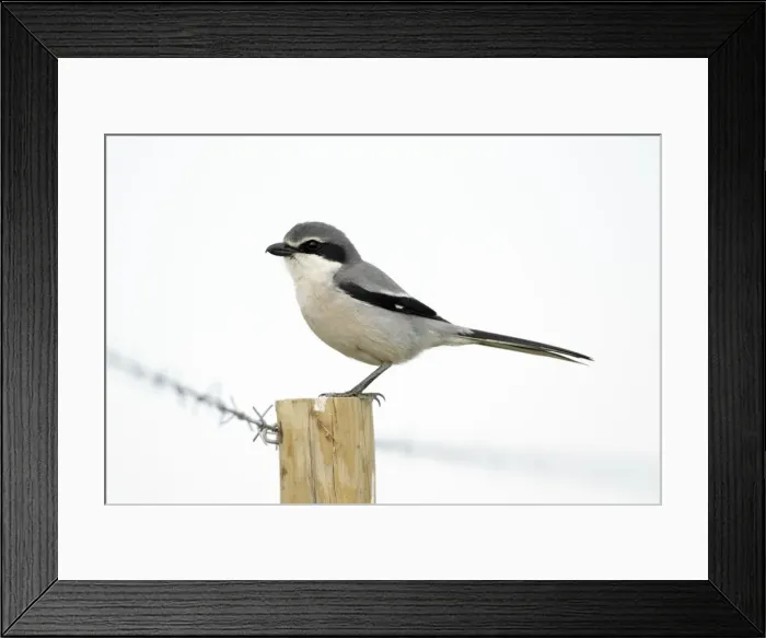 Framed Print : Great Grey Shrike - perched on fence post, region of Alentejo, Portugal Framed Print : Great Grey Shrike - perched on fence post, region of Alentejo, Portugal