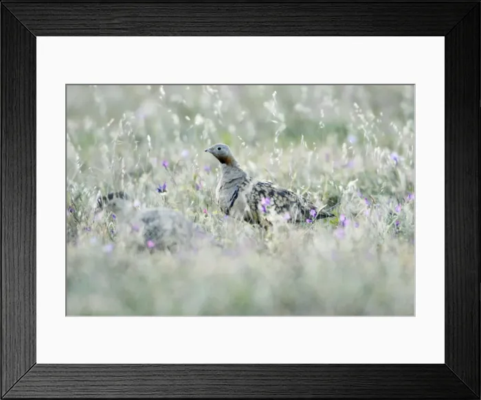 Framed Print : Black-Bellied Sandgrouse - male on alert, NP Herdade de Sao Marcos Great Bustard Reserve, beside Castro Verde, Alentejo, Portugal Framed Print : Black-Bellied Sandgrouse - male on alert, NP Herdade de Sao Marcos Great Bustard Reserve, beside Castro Verde, Alentejo, Portugal