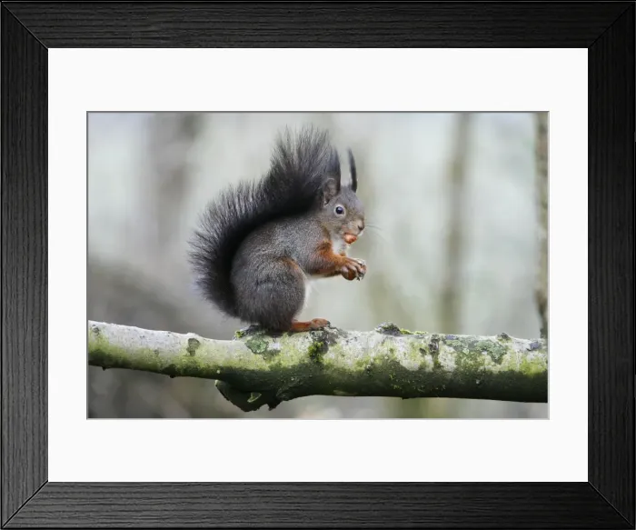 Framed Print : Red Squirrel - sitting on branch with hazel nut, Lower Saxony, Germany Framed Print : Red Squirrel - sitting on branch with hazel nut, Lower Saxony, Germany