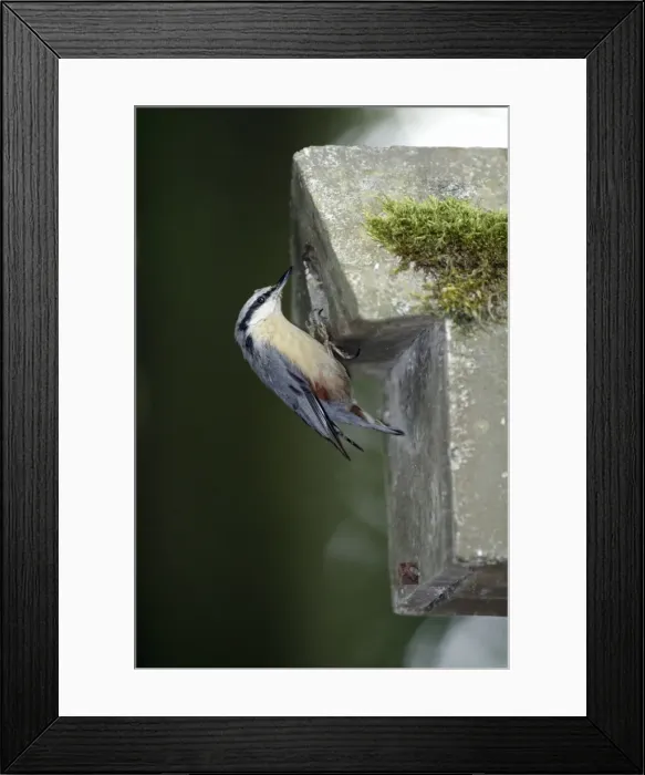 Framed Print : Nuthatch - at artificial nestbox entrance, in parkland, Lower Saxony, Germany Framed Print : Nuthatch - at artificial nestbox entrance, in parkland, Lower Saxony, Germany