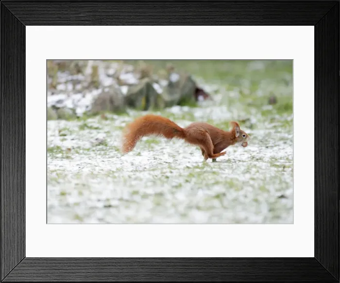 Framed Print : Red Squirrel - running across lawn in garden, transporting hazel nut, in winter, Lower Saxony, Germany Framed Print : Red Squirrel - running across lawn in garden, transporting hazel nut, in winter, Lower Saxony, Germany