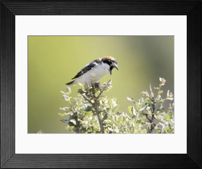 Framed Print : Woodchat Shrike - regurgitating pellet, Alentejo, Portugal Framed Print : Woodchat Shrike - regurgitating pellet, Alentejo, Portugal