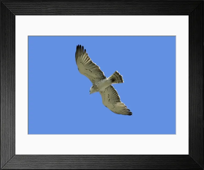 Framed Print : Short-Toed Eagle - in flight, gliding, region of Alentejo, Portugal Framed Print : Short-Toed Eagle - in flight, gliding, region of Alentejo, Portugal