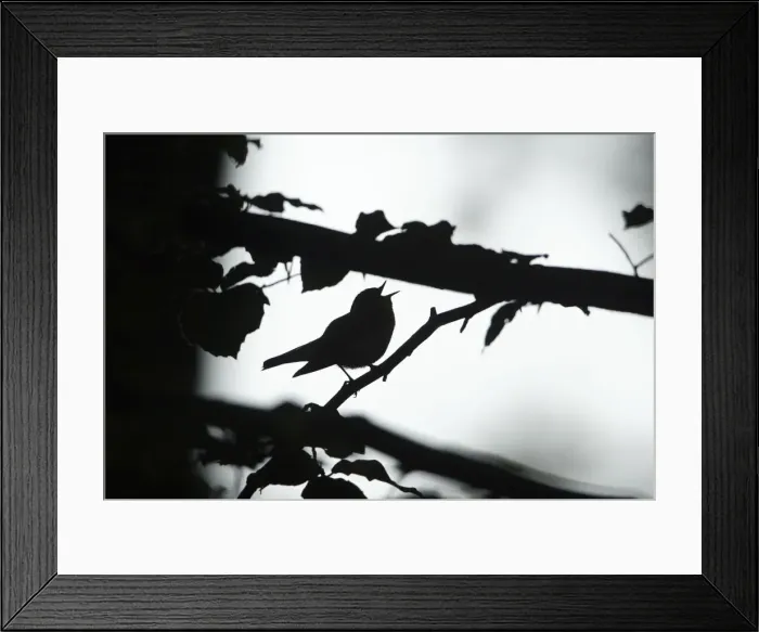 Framed Print : Wood Warbler - silhouette of bird singing from branch, Lower Saxony, Germany Framed Print : Wood Warbler - silhouette of bird singing from branch, Lower Saxony, Germany