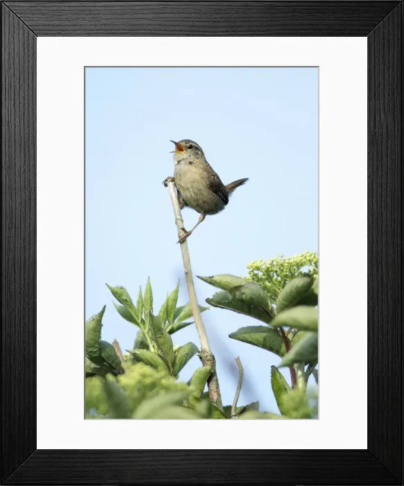 Framed Print : Wren - singing from bush, Lower Saxony, Germany Framed Print : Wren - singing from bush, Lower Saxony, Germany