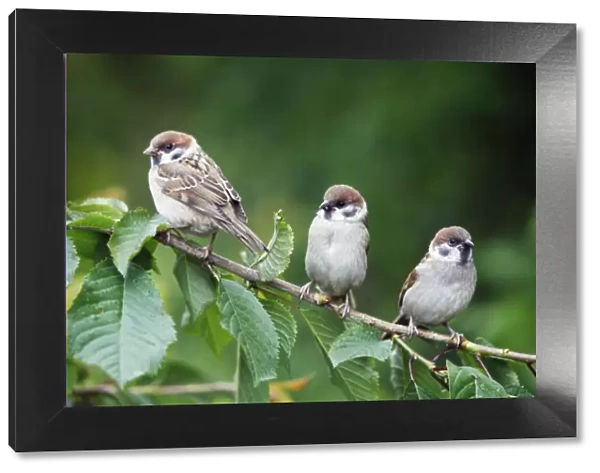Tree Sparrows - 3 young birds perched on cherry tree branch, Lower Saxony, Germany