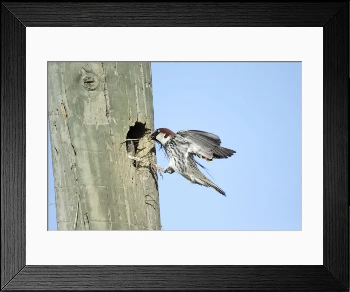 Framed Print : Spanish Sparrow - male landing with nest material at nest entrance in telegraph pole, region of Alentejo, Portugal Framed Print : Spanish Sparrow - male landing with nest material at nest entrance in telegraph pole, region of Alentejo, Portugal