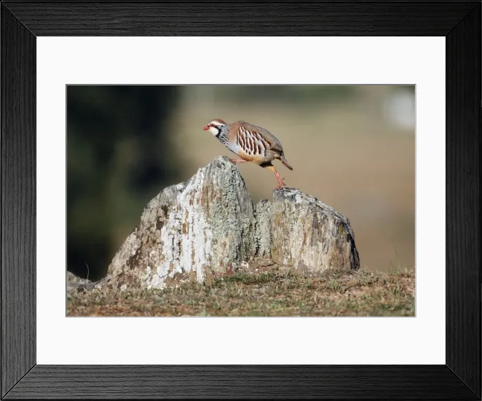 Framed Print : Red-legged Partridge - climbing across stones, region of Alentejo, Portugal Framed Print : Red-legged Partridge - climbing across stones, region of Alentejo, Portugal