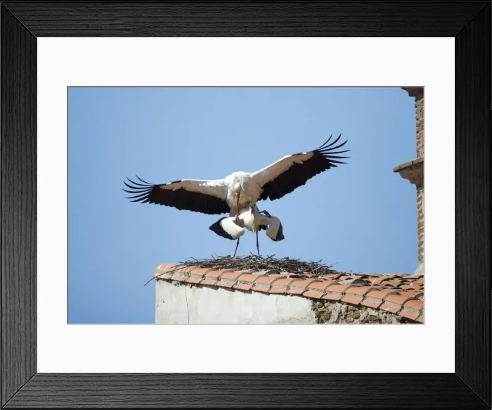 Framed Print : White Stork - pair mating on roof, Extremadura, Spain Framed Print : White Stork - pair mating on roof, Extremadura, Spain