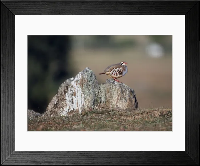Framed Print : Red-legged Partridge - perched on stones, region of Alentejo, Portugal