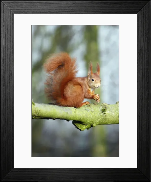 Framed Print : Red Squirrel - sitting on branch with hazel nut, Lower Saxony, Germany Framed Print : Red Squirrel - sitting on branch with hazel nut, Lower Saxony, Germany
