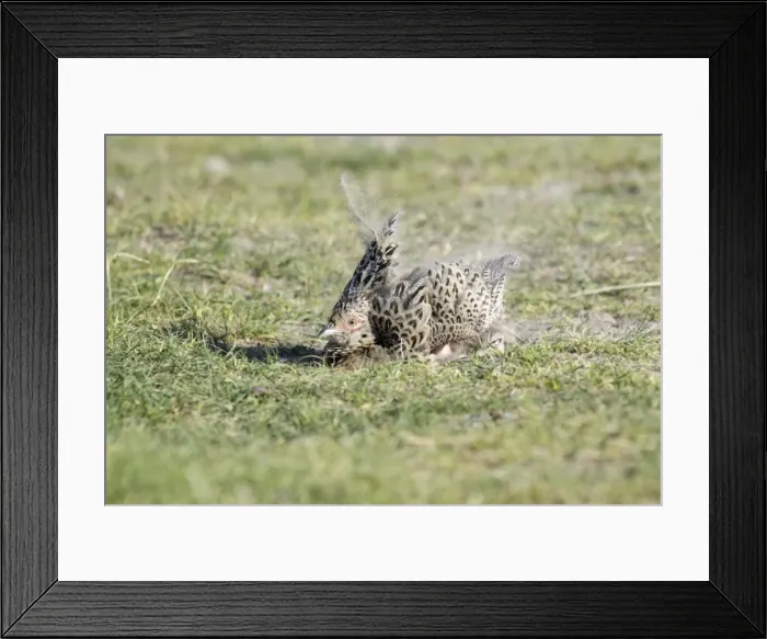 Framed Print : Pheasant - hen taking a dust bath, Island of Texel, Holland Framed Print : Pheasant - hen taking a dust bath, Island of Texel, Holland