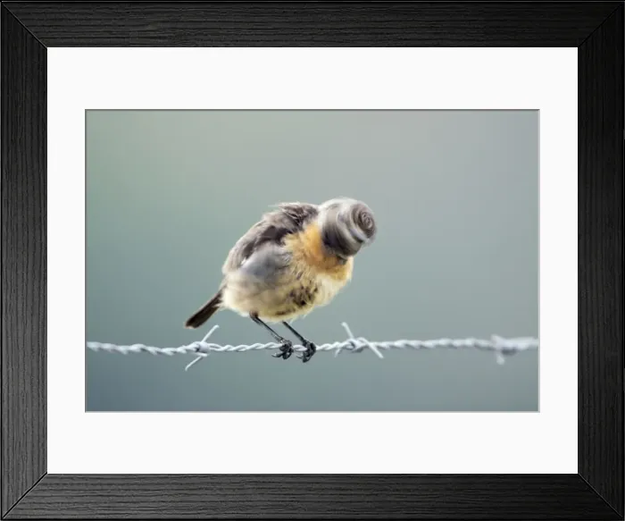 Framed Print : Stonechat - female shaking its head vigorously after preening, region of Alentejo, Portugal Framed Print : Stonechat - female shaking its head vigorously after preening, region of Alentejo, Portugal